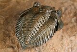 Uncommon Pseudocryphaeus (Cryphina) Trilobite - Lghaft, Morocco #382858-6